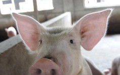 【非洲豬瘟】農業農村部推新方案 引「哨兵豬」縮短封鎖時間