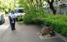 卫理道行人路5米大树连根拔起倒塌 幸无人伤