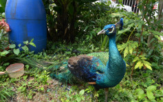 遼寧動物園 有孔雀感染H7N9禽流感