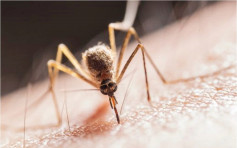佛州释放10亿只基因改造蚊减野蚊数量 居民怒斥草菅人命
