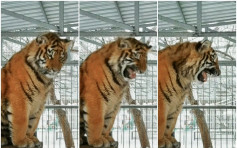 俄罗斯老虎飙高音如小猫 动物园解释与幼年习惯有关