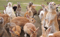 日「兔岛」太多游客喂兔致数量急增 频争地盘受伤