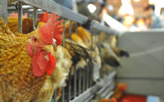匈牙利波兰及爱尔兰爆高致病性禽流感 港暂停进口疫区禽类产品