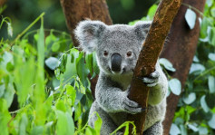 数目持续锐减 澳洲列东岸野生树熊为「濒危物种」 