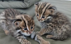 爱心汉路边执小猫回家养　邻居告知属国家保护动物「豹猫」