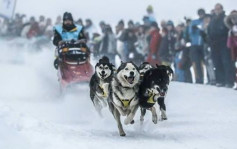 阿爾卑斯山狗拉雪橇賽　歷時11天全長670公里