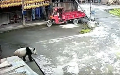 四川雅安：家里来了一只大熊猫