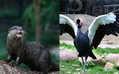 動植物公園150周年引入水獺黑冕鶴 護理員每天餵食可觀賞