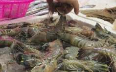 沙田街市海鲜档一个虾样本验出微量兽药
