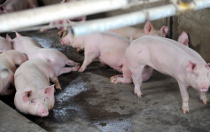 非洲豬瘟｜元朗新田豬場驗出非洲豬瘟病毒  900隻豬將銷毀