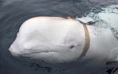 白鲸现踪瑞典外海 疑受过俄罗斯「间谍」训练