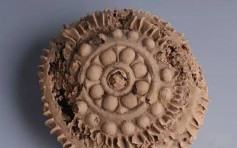 新疆出土1400年前月饼爆红 花纹完整验证唐代饮食文化