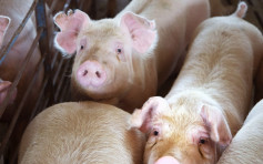 印尼爆发新一轮非洲猪瘟