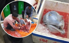 珠海疑殺海豚販售　調查指「白忌魚」未知是否白海豚