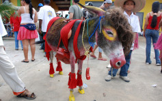 哥伦比亚村庄奇异习俗 鼓励男孩与母驴「交欢」