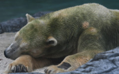 27年前于热带地区出生 北极熊伊努卡健康恶化被安乐死