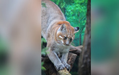 稀有過大熊貓︱重慶金貓「阿宅」離世  全國動物園僅餘2-3隻