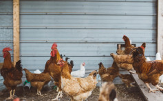 南韩一周内两养殖场爆H5N8禽流感
