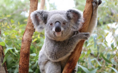 澳洲斥3400万美元拯救树熊