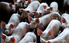 英國今年豬肉產量料降15% 肉價恐再升