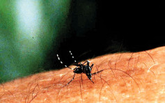 5月白纹伊蚊指数急升至10.2% 9个地区高于警戒水平