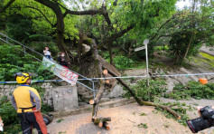 【海高斯袭港】当局收10宗塌树报告 两人风暴期间受伤