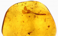 近亿万年前琥珀 发现新品种昆虫「大角蝽」