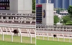 野豬突襲沙田馬場 陪練馬師「晨操」