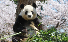 29岁旅日大熊猫「爽爽」严重心脏病去世  将制成标本运回国