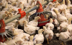 美禽流感惡化致雞蛋價飆升5成 創兩年新高