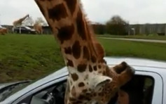 长颈鹿伸头入车内讨食物 车窗突升起险夹爆头