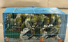 海關檢獲154隻懷疑非法進口活禽鳥