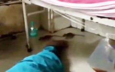 印度醫院病房老鼠沿氧氣管亂爬 一日捉約百隻