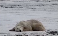 北極熊迷路數百公里誤闖俄羅斯 村民善待餵魚