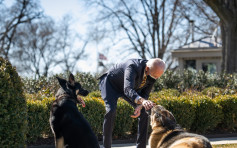 因咬伤保安人员送返家乡受训 拜登爱犬「少校」重返白宫