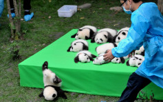 熊貓寶寶不慎跌下舞台　成「世界最佳照片」