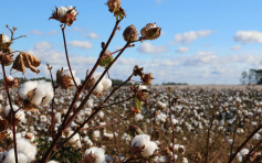 美國禁止從新疆生產建設兵團進口棉花