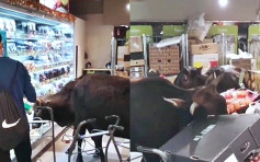 三黃牛闖梅窩超市食生果放題 疑太肚餓網民憂心