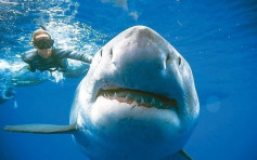 外國研究指鯊魚不愛咬人 攻擊率僅百萬分之五 