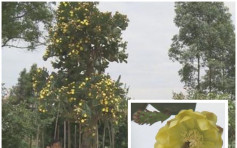 仙人掌树罕见开黄花　植根重庆高5米
