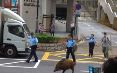 荃湾野猪出没 关注组赞扬警方以动物友善方式引回上山