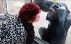 比利时女恋上黑猩猩隔玻璃亲吻 遭动物园警告：别再来了