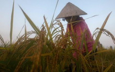 泰国面临近10年最严重乾旱　东北部农业损失达7亿