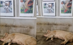 汶川地震倖存小豬「豬堅強」健康惡化 恐快離世