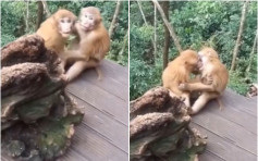 兩隻猴子忘情接吻被撞破反應超搞笑 網民：旅客教的