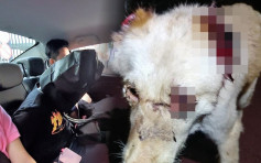 唐狗遭剪耳插眼骨折 32岁领养人被捕