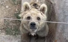 山東動物園棕熊瘦至皮包骨惹議 園方解釋：只是老了 