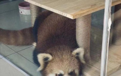 重庆咖啡店疑以小熊猫吸客人 相关部门介入调查