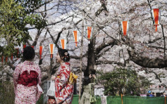东京樱花盛开 较往年提早10天料与温暖天气有关