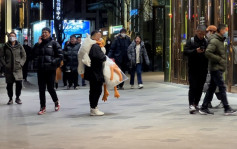 北京上海街頭湧現免費「送大鵝」 專家：或是陷阱